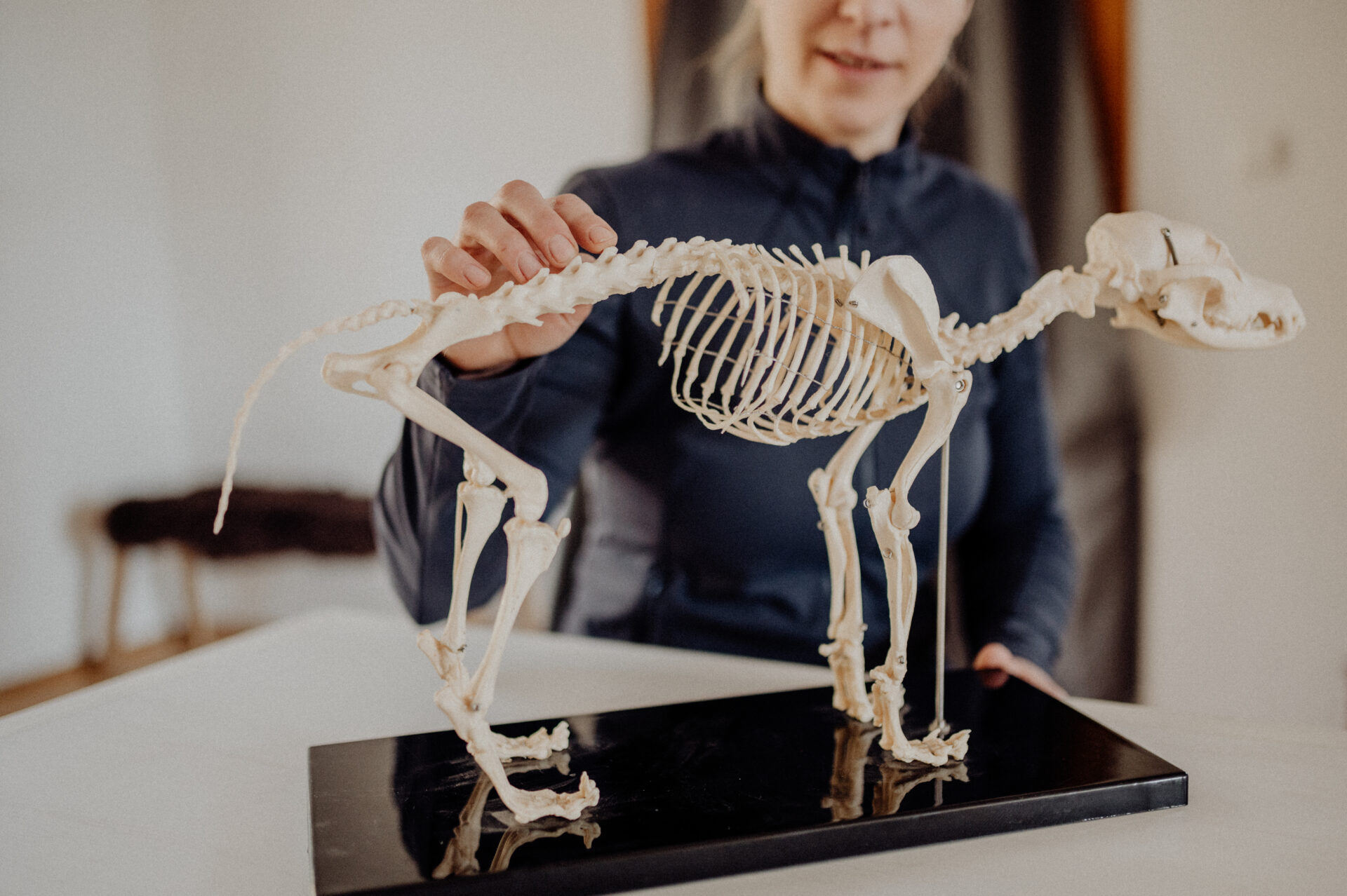 Hundephysiotherapeut:in