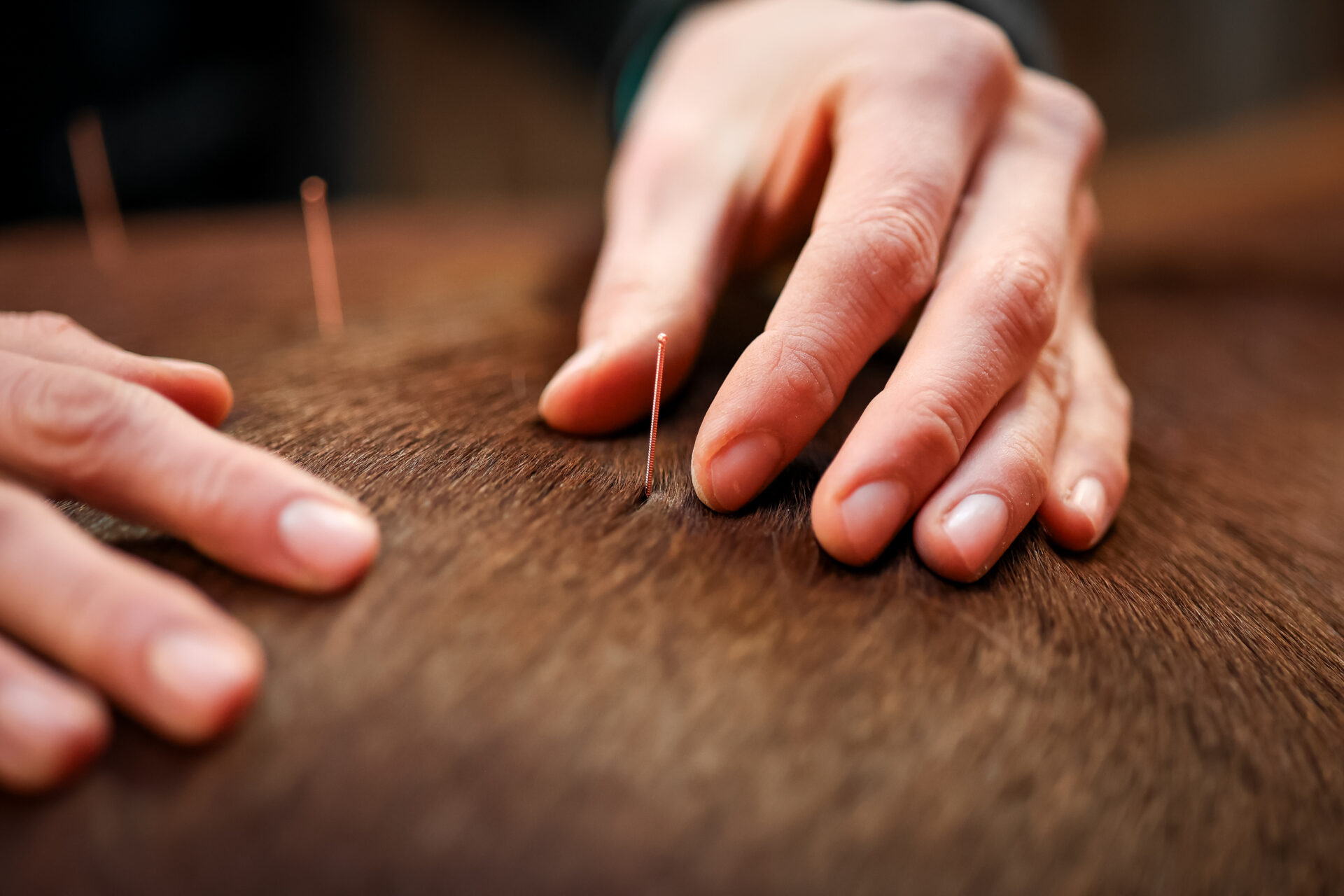 Dry Needling für Pferde