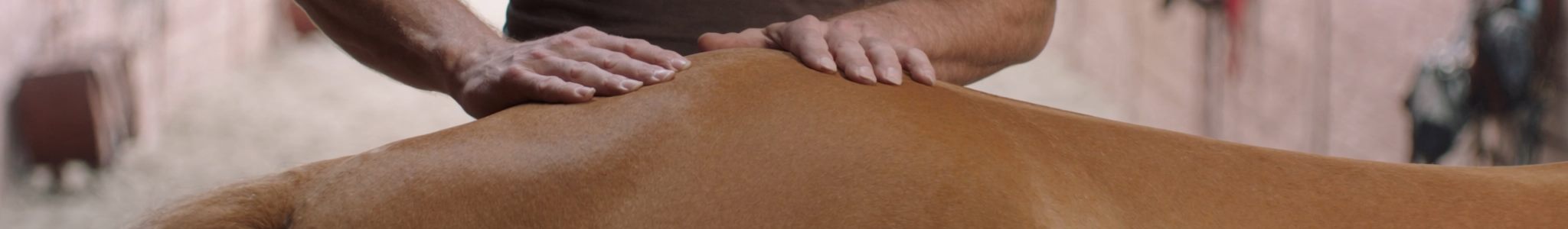 Therapeut behandelt den Rücken eines Pferdes